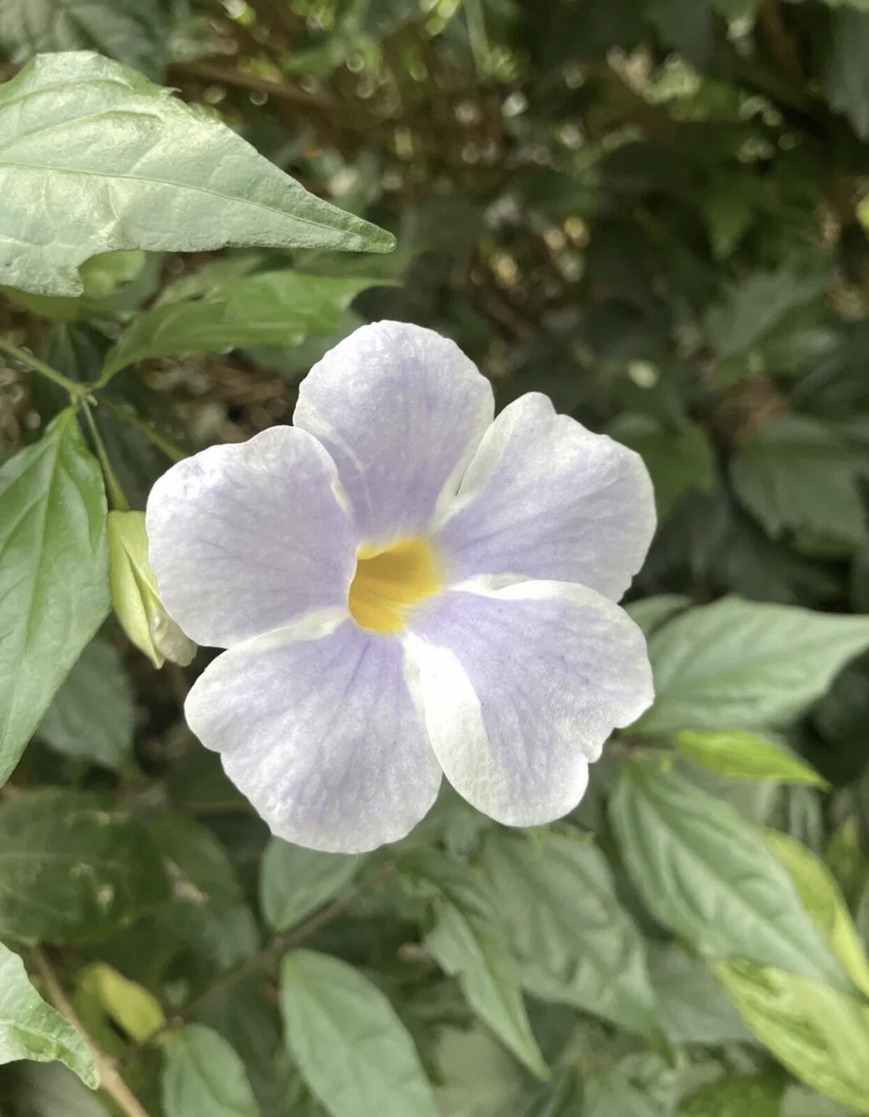 a single pale violet flower